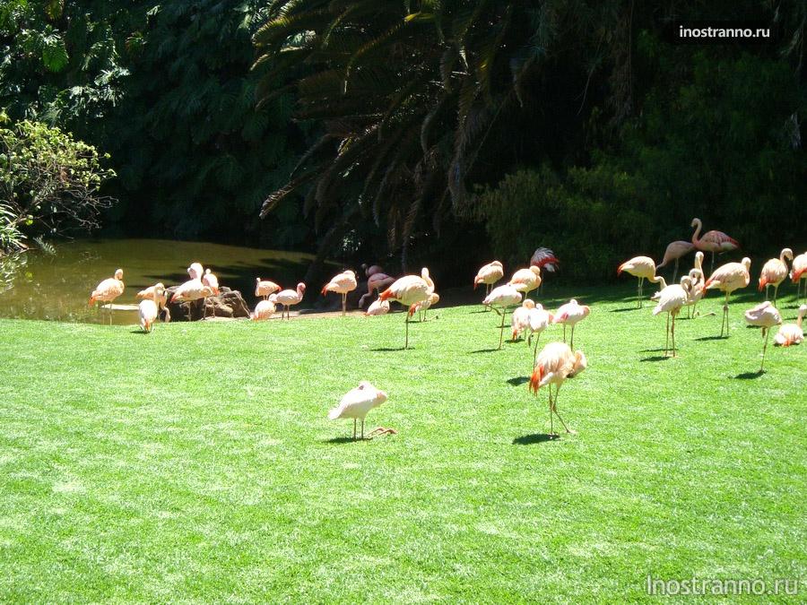фламинго в лоро-парке