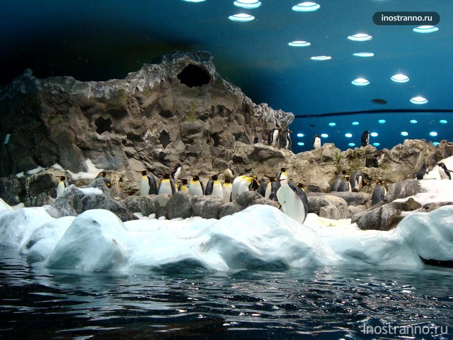 пингвины на тенерифе