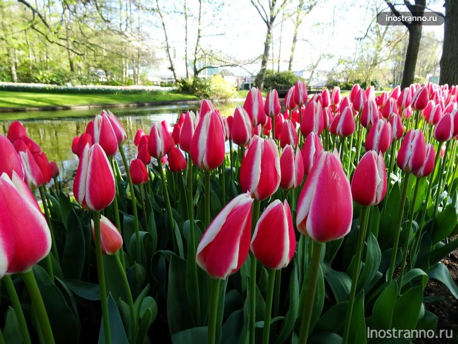 розовые тюльпаны из голландии