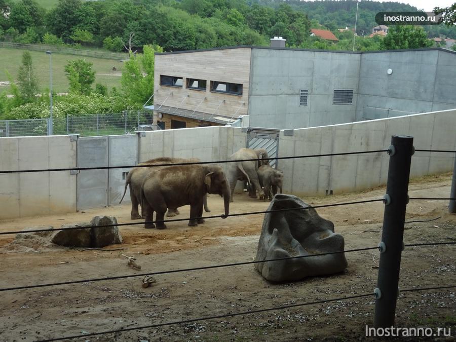Слоны - Пражский зоопарк