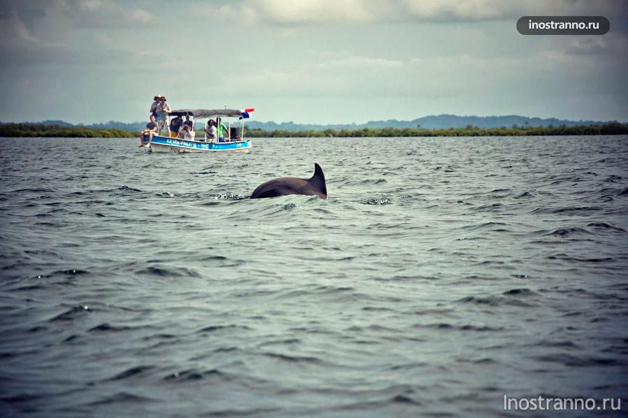 дельфины бокас-дель-торо панама