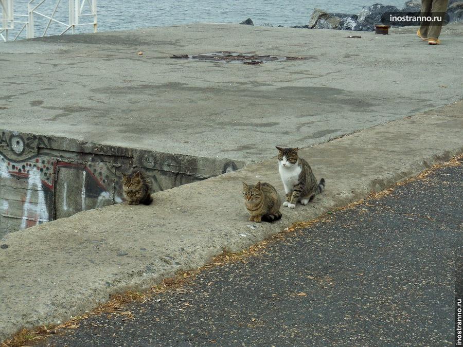 Кошки в Турции