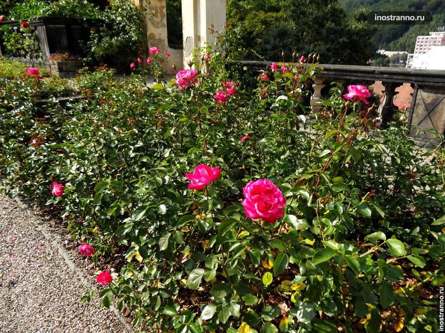 розовый сад в берне