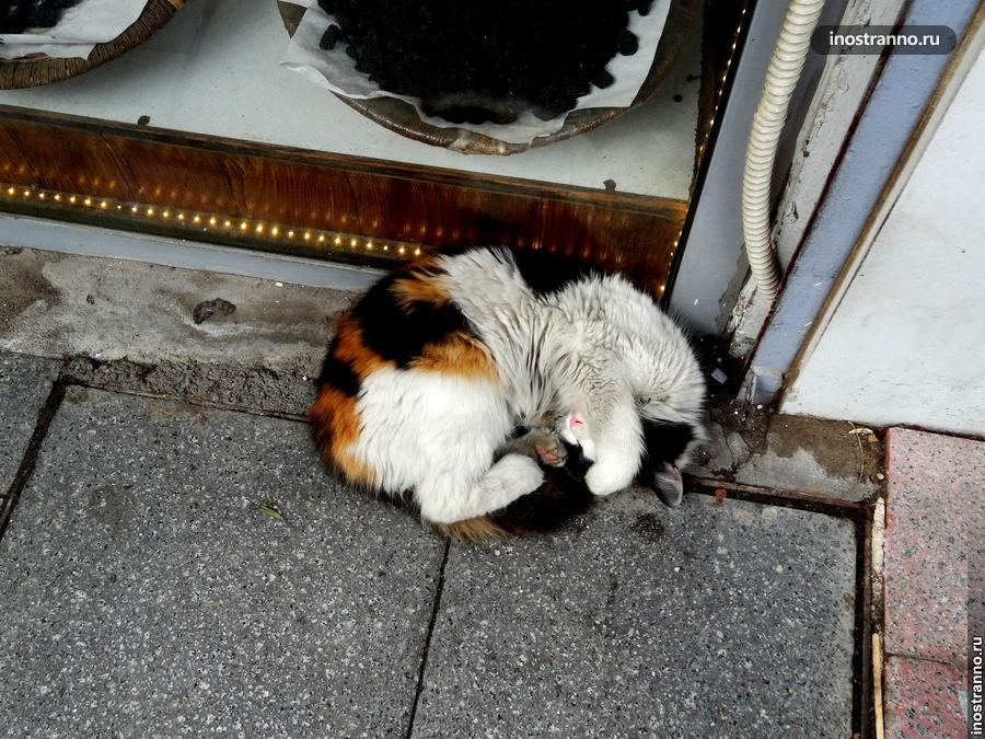 Беспризорный кот в Стамбуле