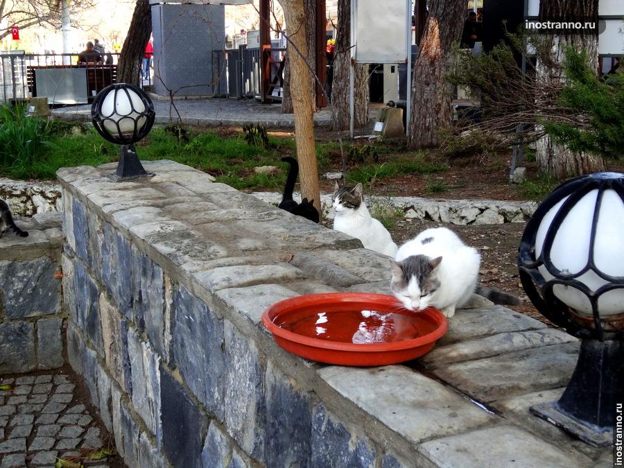 Кормление кошачьих в Турции