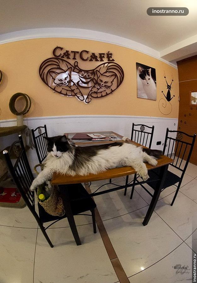 Кафе с кошками в Будапеште