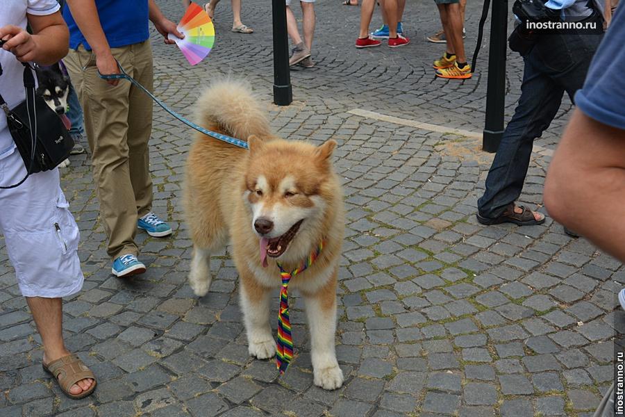 Собака в Праге