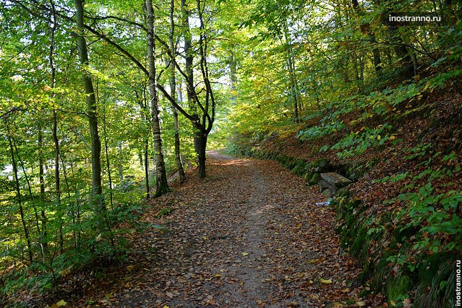 Осенний лес в Чехии