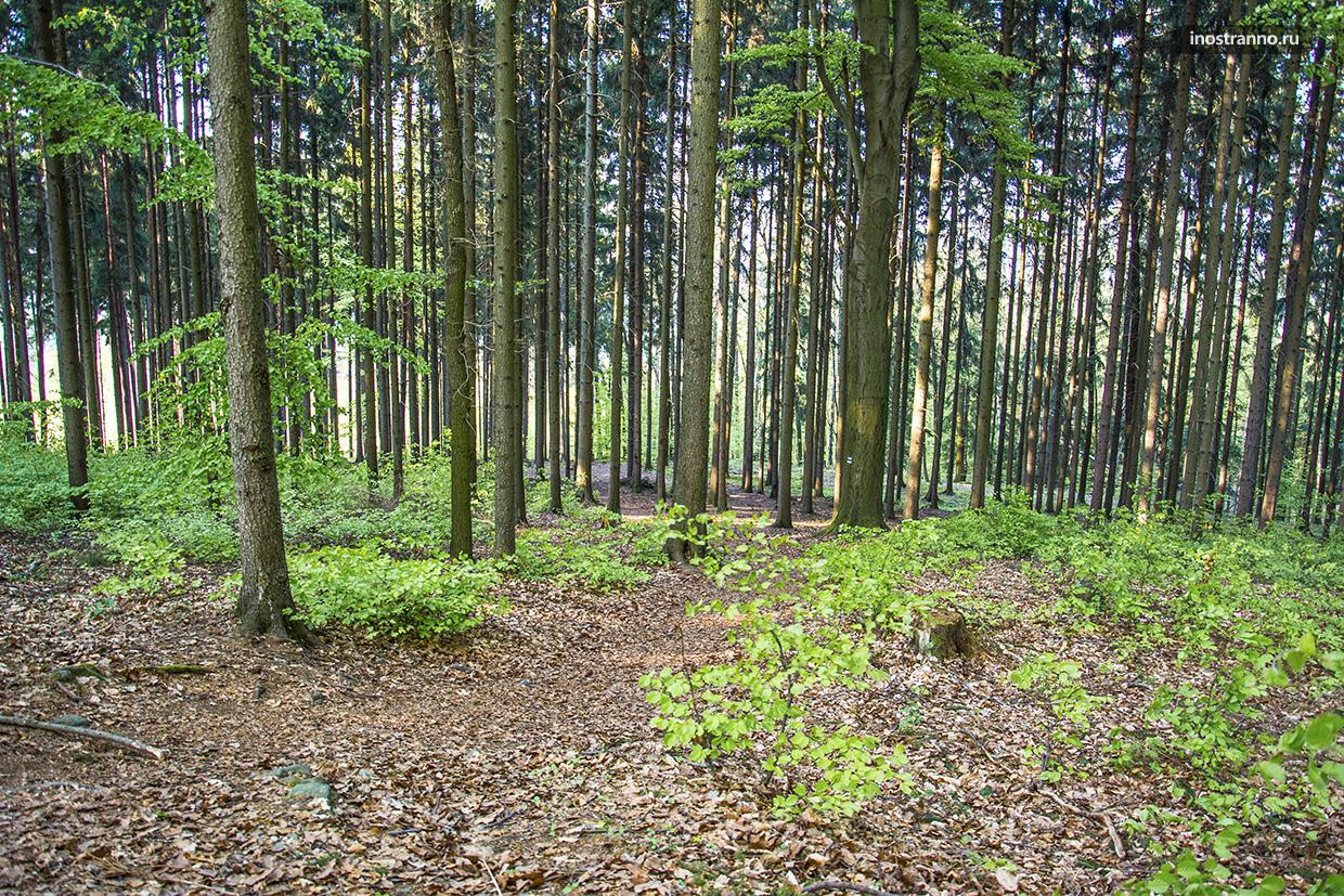 Лес в Чехии