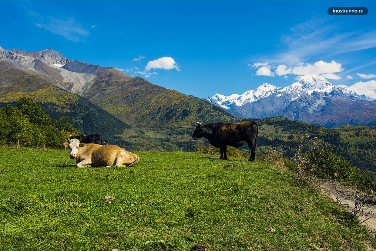 Коровы в горах Грузии
