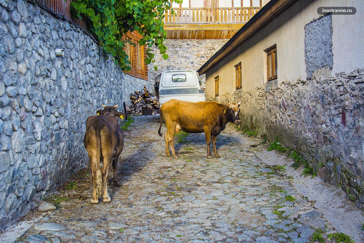 Коровы в Грузии