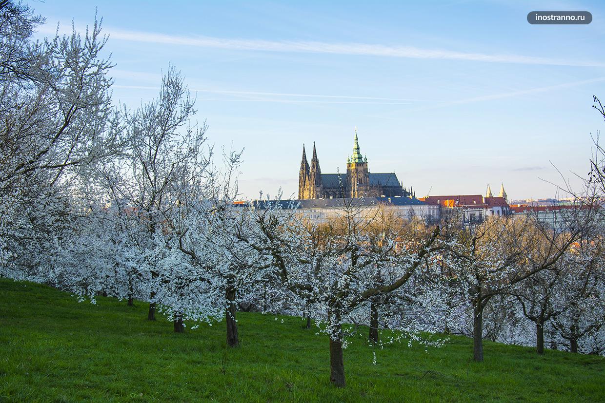 Цветение яблонь в Праге