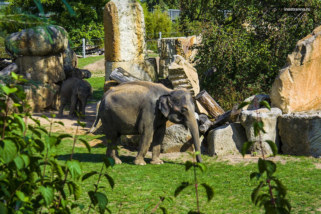 Слоны в чешском зоопарке