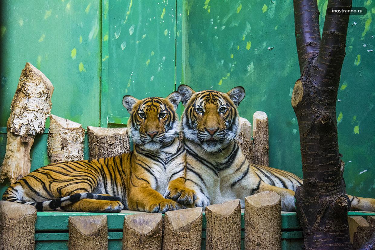 Тигры в зоопарке Праги