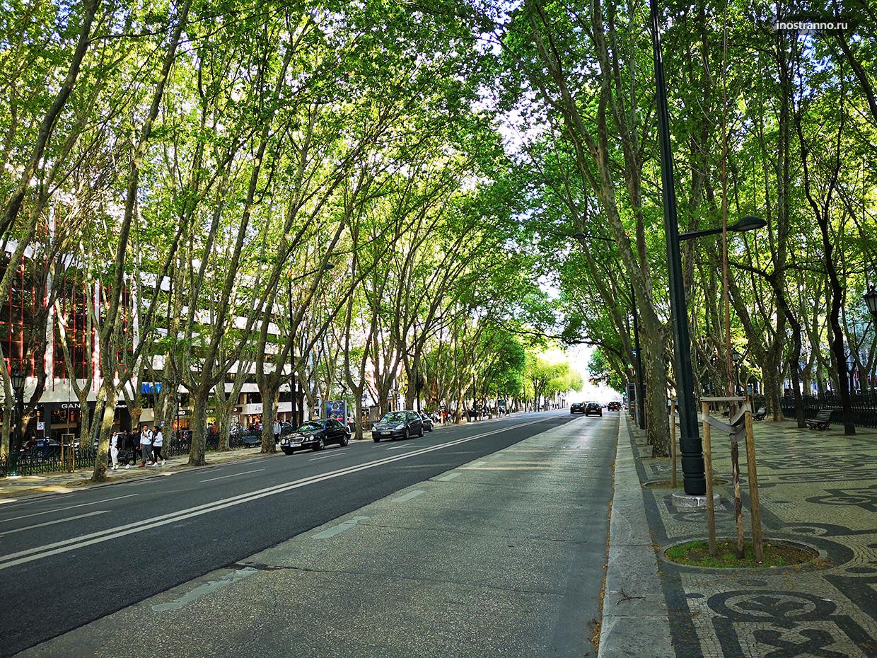 Авеню с деревьями в Лиссабоне