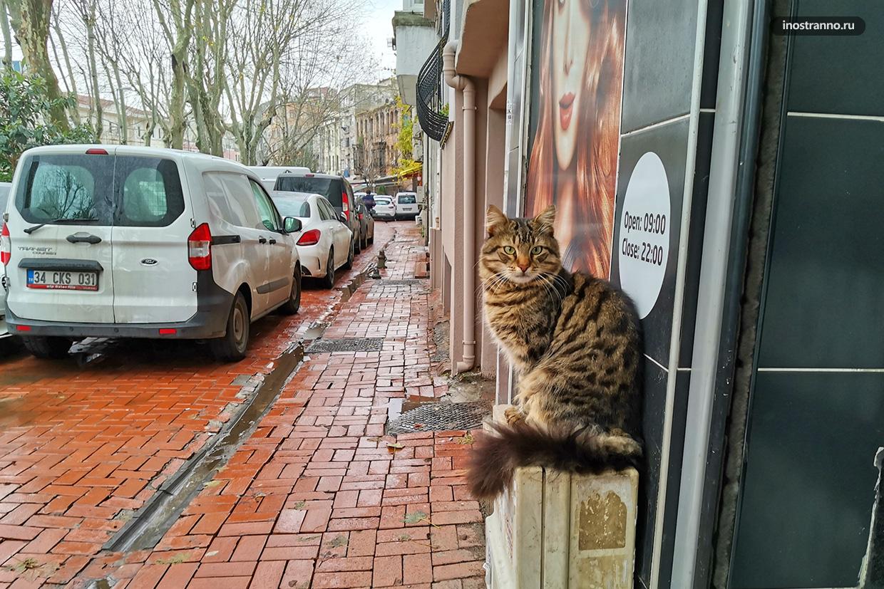 Кот в Стамбуле