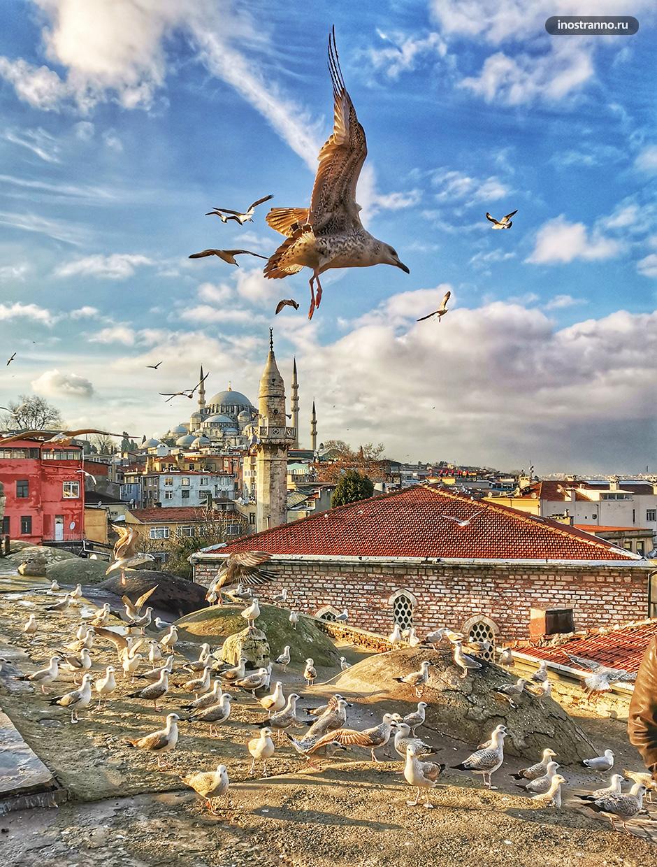Крыша Куббе Стамбул бесплатная смотровая с чайками