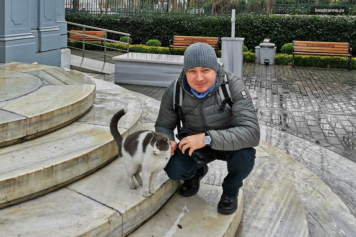 С котом по Стамбулу