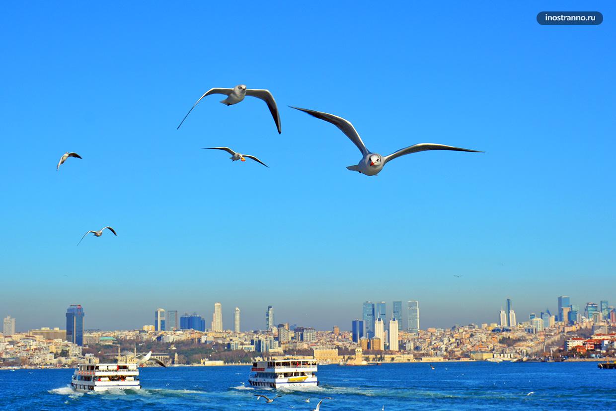 Фото чайки в Стамбуле