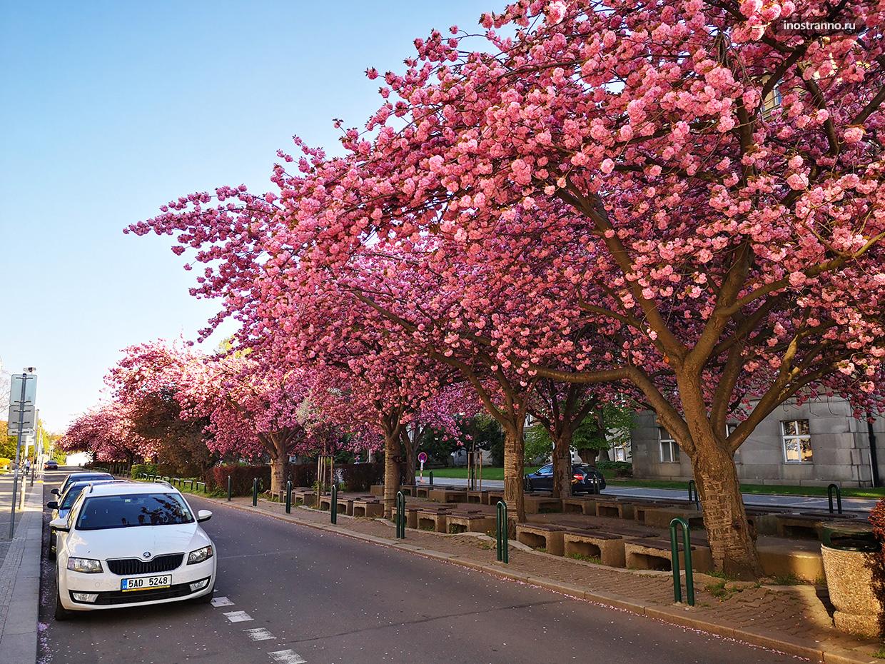 Места в Праге где цветет самая красивая сакура