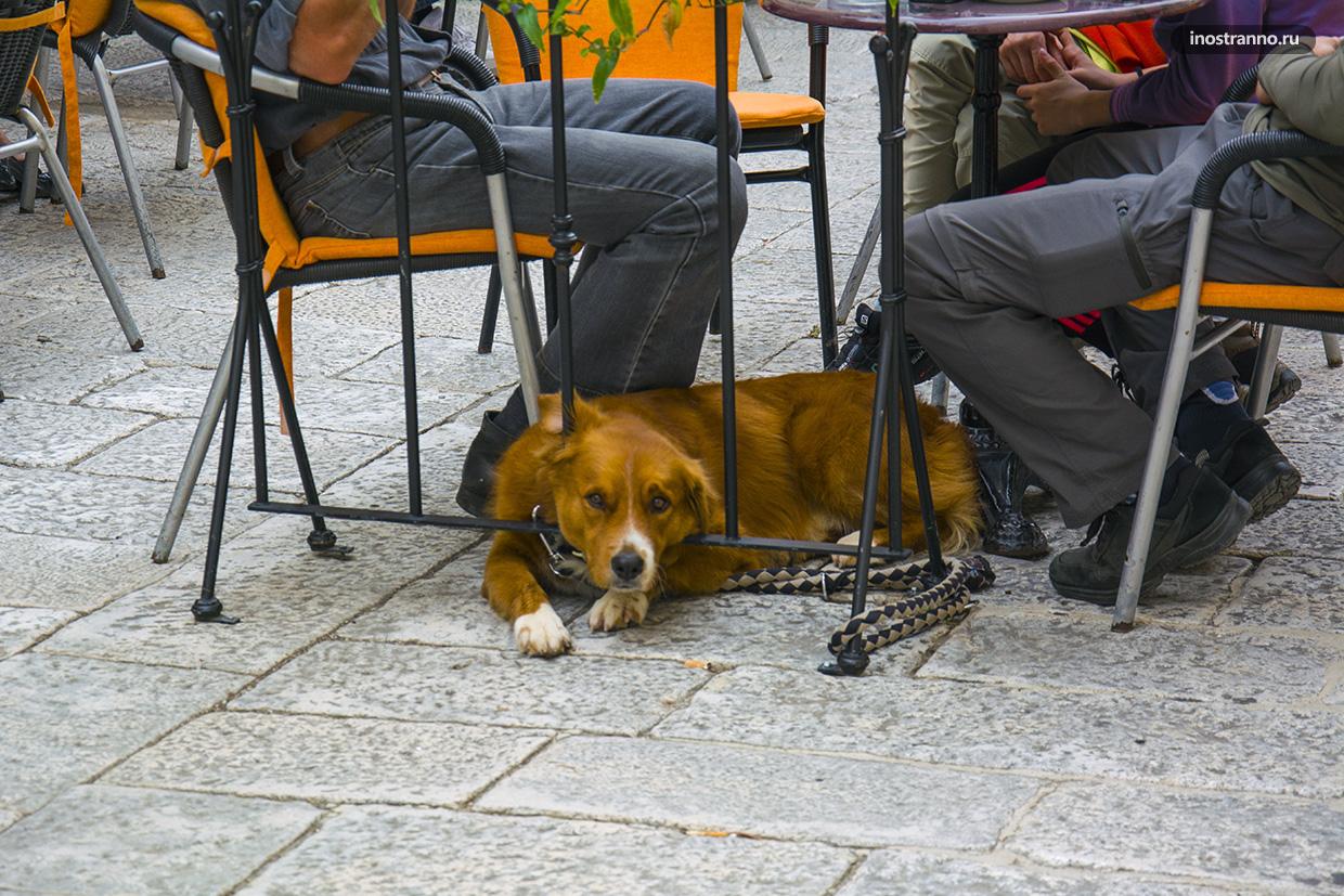 Собака в Хорватии