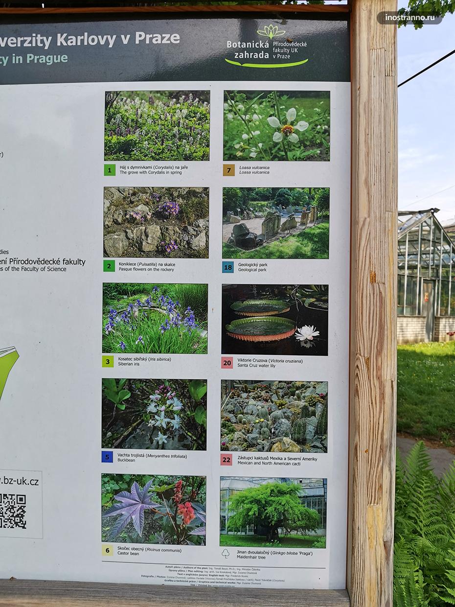 Информация о растениях в Ботаническом саду Праги