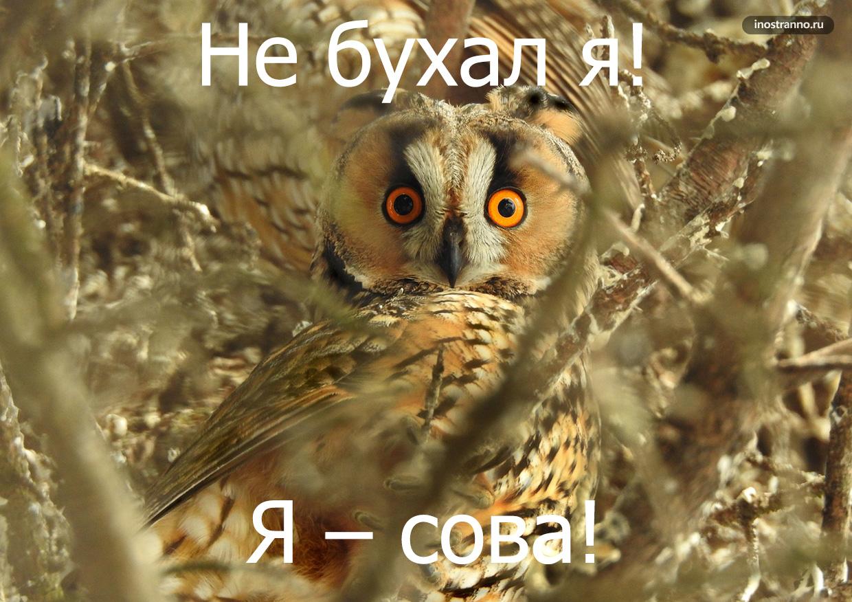 Смешные названия животных на болгарском языке