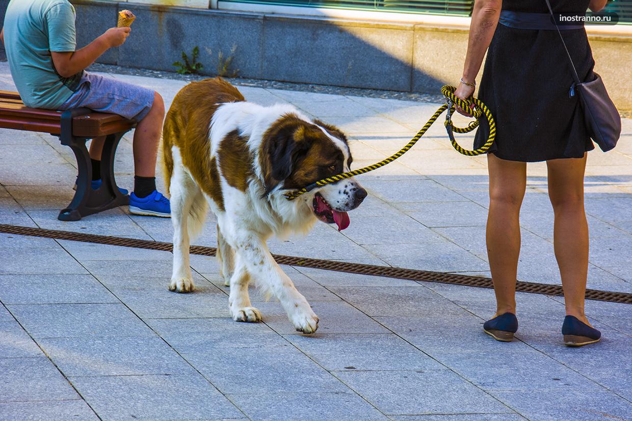Собака в Чехии