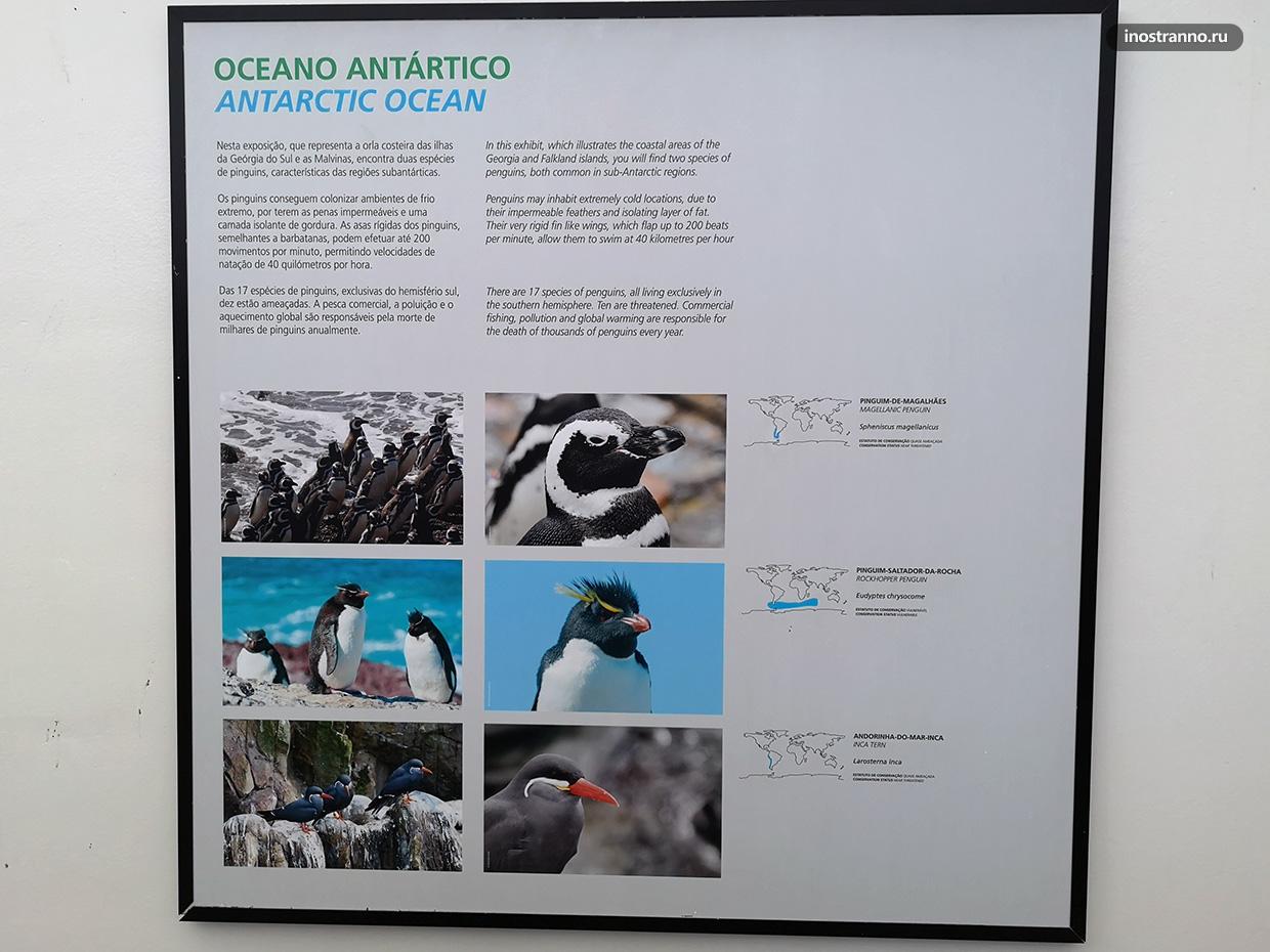 Пингвины и животные Антарктиды