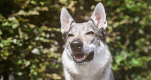 Чешские породы собак: Чехословацкий влчак, Пражский крысарик, пастушья собака и другие