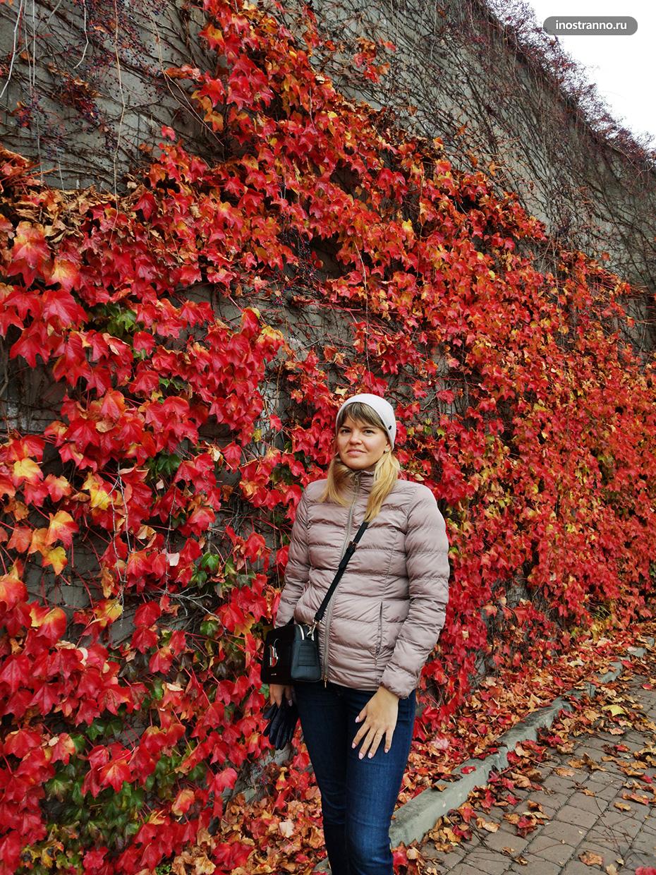 Место для осенней фотосессии в Праге с листвой