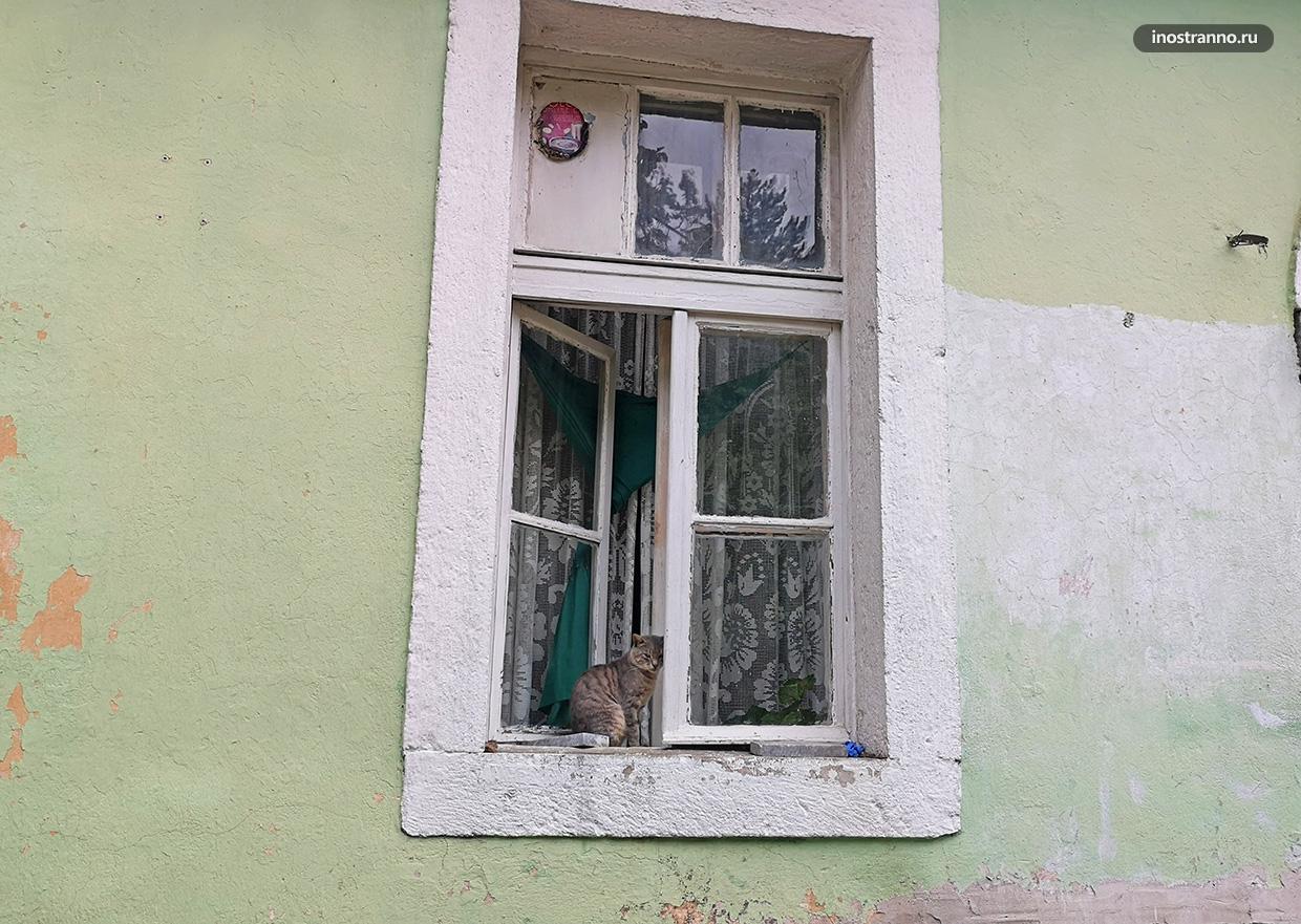 Кот в Черногории
