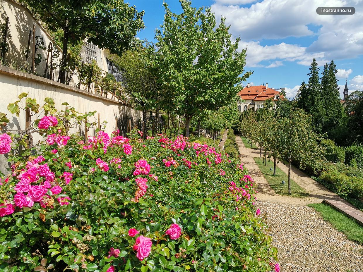 Цветущие розы в Праге