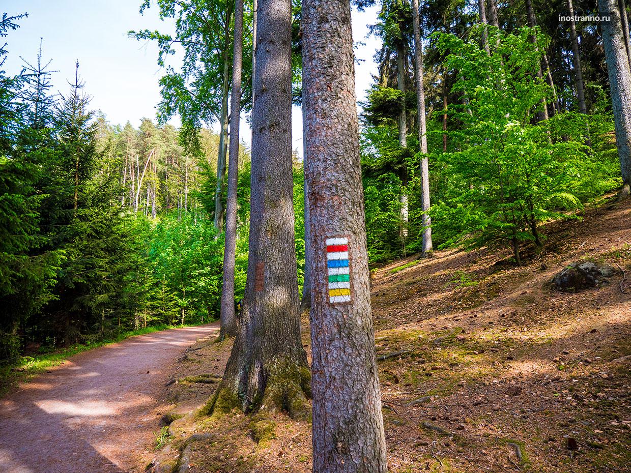 Красивый лес в Чехии