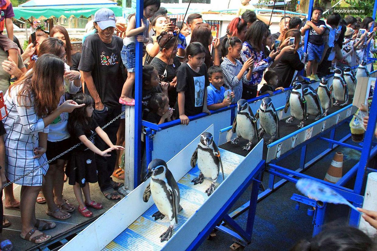 Зоопарк Кхао Кхео шоу парад пингвинов